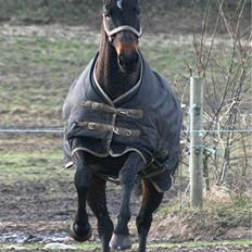 Trakehner  - Jamaica III - 