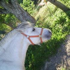 Fjordhest Silva himmelhest;(