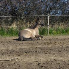 Anden særlig race apollon (solgt)