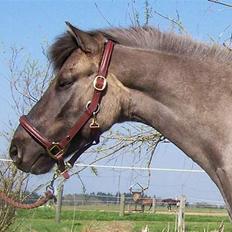 Anden særlig race apollon (solgt)