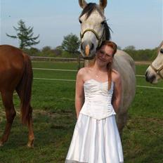 Arabisk fuldblod (OX) Zaspa OX