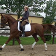 Dansk Varmblod Mølholms Ficko