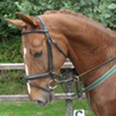 Dansk Varmblod Mølholms Ficko