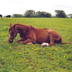 Dansk Varmblod Mølholms Ficko