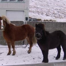 Færøsk hest Grettir [Haft i pleje]