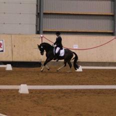 Tysk Sportspony Farbenfroh