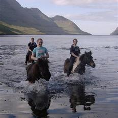 Færøsk hest Grettir [Haft i pleje]