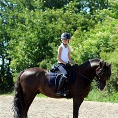 Welsh Pony (sec B) KallistalodgeViper RIP:'(