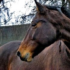 Oldenborg Beauty 