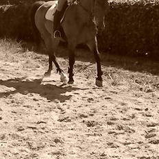Oldenborg Beauty 