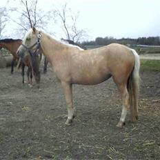Welsh Pony (sec B) låddenhøjs valeri