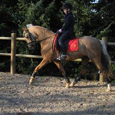 Welsh Pony (sec B) Låddenhøjs Zennia