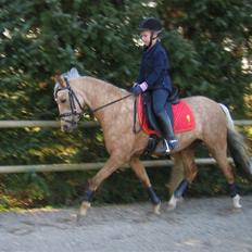 Welsh Pony (sec B) Låddenhøjs Zennia