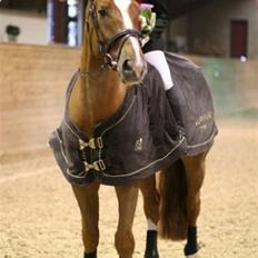 Dansk Varmblod ECLIPS