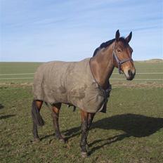 Dansk Varmblod Lillight  *R.I.P*