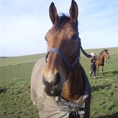 Dansk Varmblod Lillight  *R.I.P*