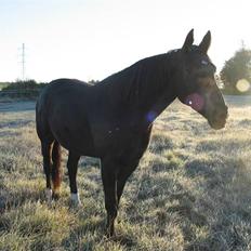 Oldenborg Møllevangs Rex (Rexe)