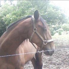 Traver Little Dreams (Dreamy) 