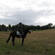 Traver Little Dreams (Dreamy) 