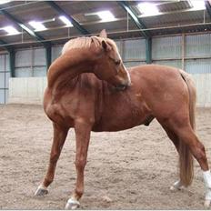 Anden særlig race Umbra Sputnik †Død†