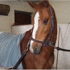 Anden særlig race Umbra Sputnik †Død†