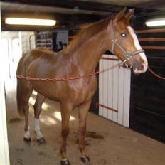 Dansk Varmblod Carisma