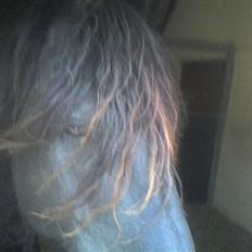 Frieser Dexter af Bjørnskov