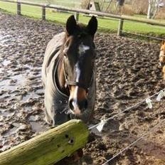 Hollandsk Varmblod Mimira *RIP*