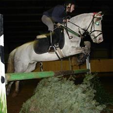 Welsh Pony (sec B) Nørgaardens Nico-SOLGT