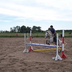 Welsh Pony (sec B) Nørgaardens Nico-SOLGT
