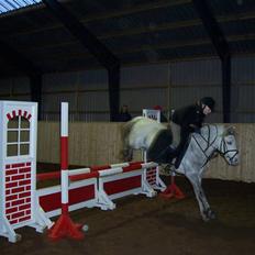 Welsh Pony (sec B) Nørgaardens Nico-SOLGT