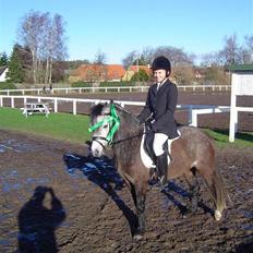 Welsh Mountain (sec A) Christoft Troika