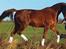 Dansk Varmblod OREBO'S ASRA - Fotograf Golden-Arabians