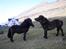 Færøsk hest Grettir [Haft i pleje] - Grettir og Líggjas :p | 13-05-2009