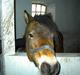 Gotlandsruss Gee ¤R.I.P¤