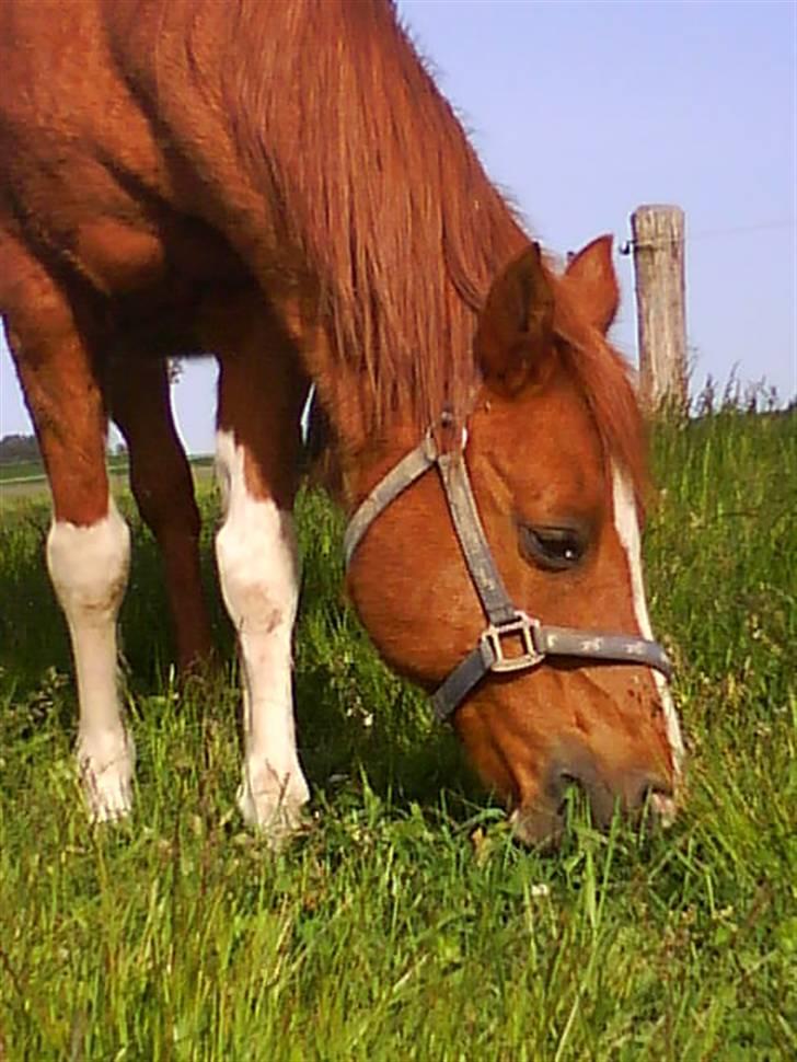 Arabisk fuldblod (OX) Tambour *SOLGT* - Smukke Tambour... (sorry kvaliteten) billede 1