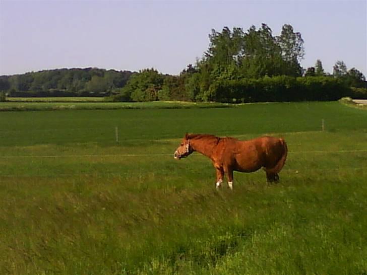 Arabisk fuldblod (OX) Tambour *SOLGT* - Hmm... Det??? (sorry kvaliteten) billede 2