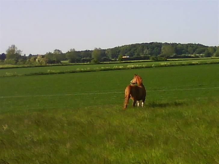 Arabisk fuldblod (OX) Tambour *SOLGT* - Tambour... (sorry kvaliteten) billede 4