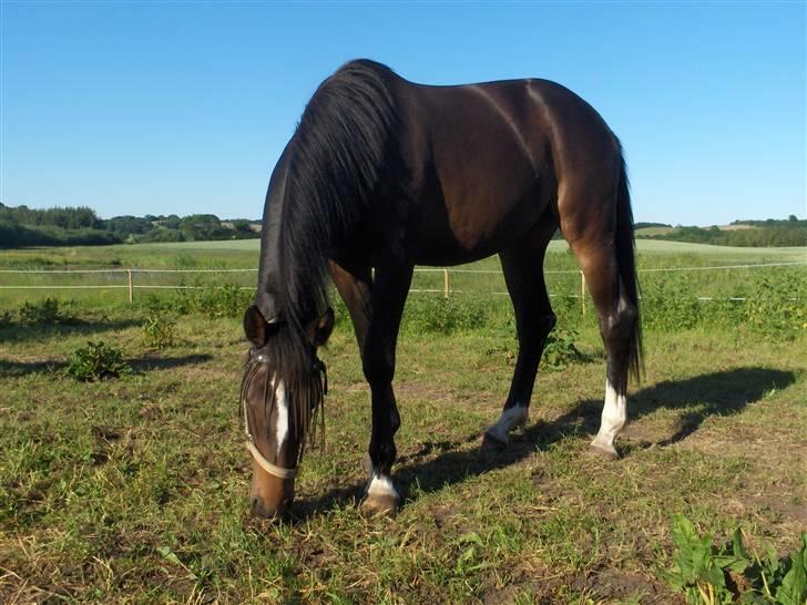 Holstener La Mari-Bell - spiser lige lidt billede 6