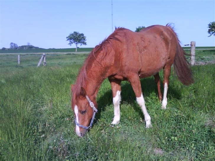 Arabisk fuldblod (OX) Tambour *SOLGT* - Mmm, mad!! <3 (sorry kvaliteten) billede 5