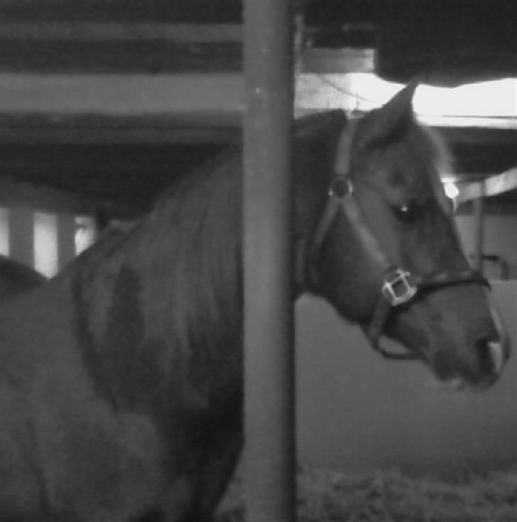 Arabisk fuldblod (OX) Tambour *SOLGT* - Tamse.. billede 6