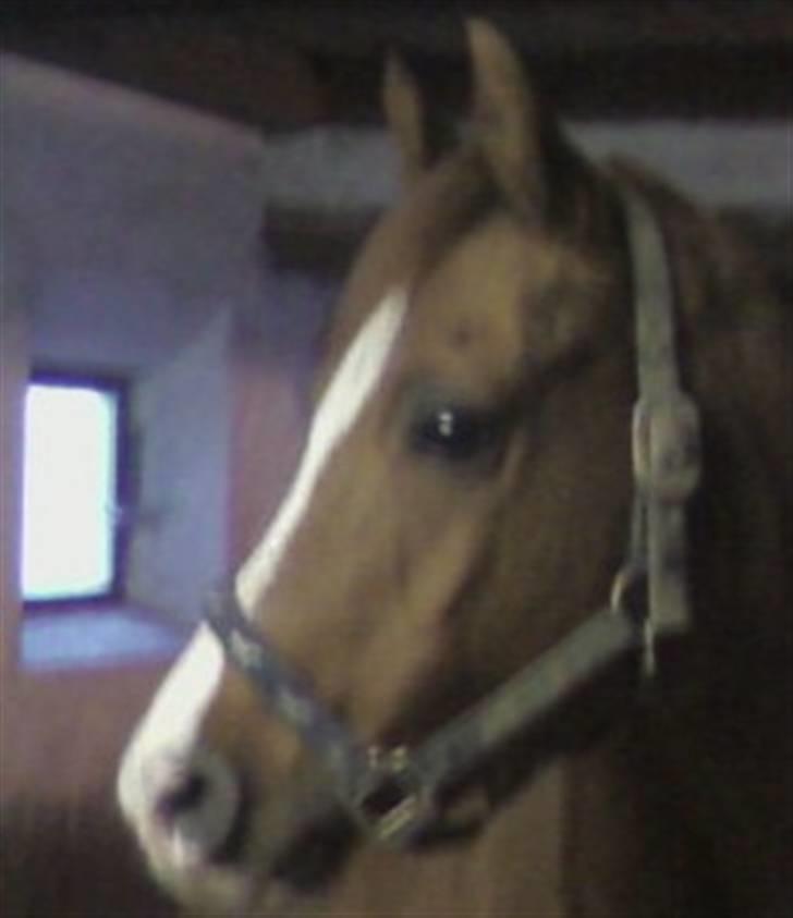 Arabisk fuldblod (OX) Tambour *SOLGT* - Smukke... billede 7