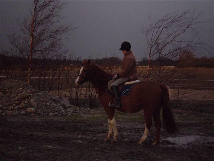 Arabisk fuldblod (OX) Tambour *SOLGT* - Tykke Tambour... billede 8