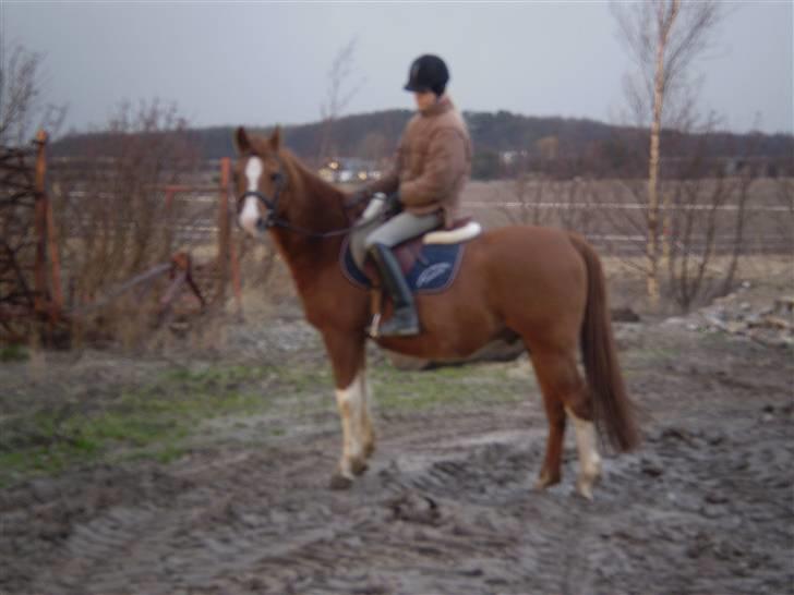 Arabisk fuldblod (OX) Tambour *SOLGT* - Tamse igen... billede 9