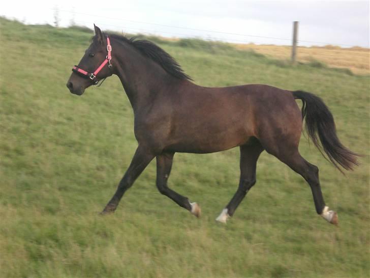 Anden særlig race Fighter Dianado *R.I.P.* - okay jeg er ret stolt af det her billede!! billede 14