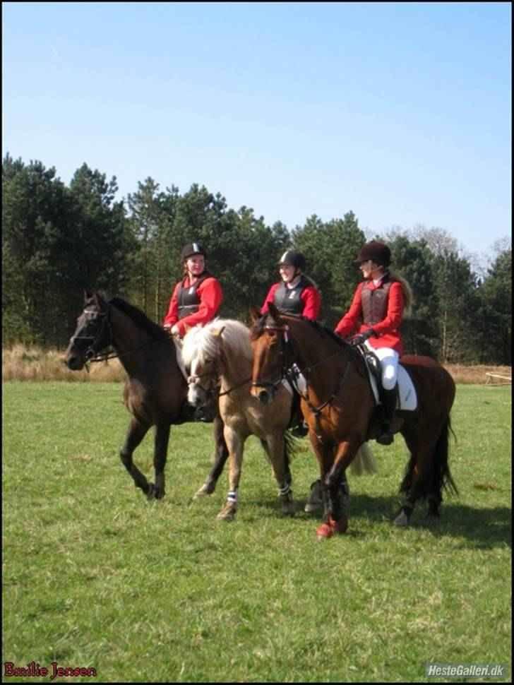 Anden særlig race Fighter Dianado *R.I.P.* - jagt på feddet billede 15
