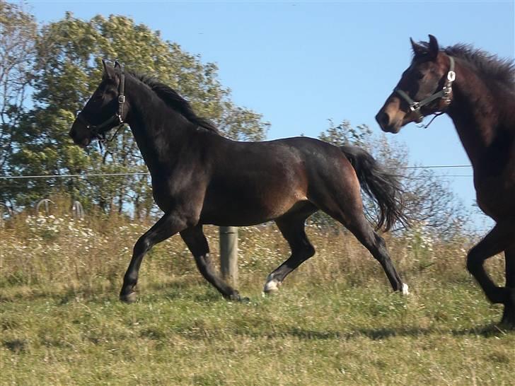Anden særlig race Fighter Dianado *R.I.P.* billede 16