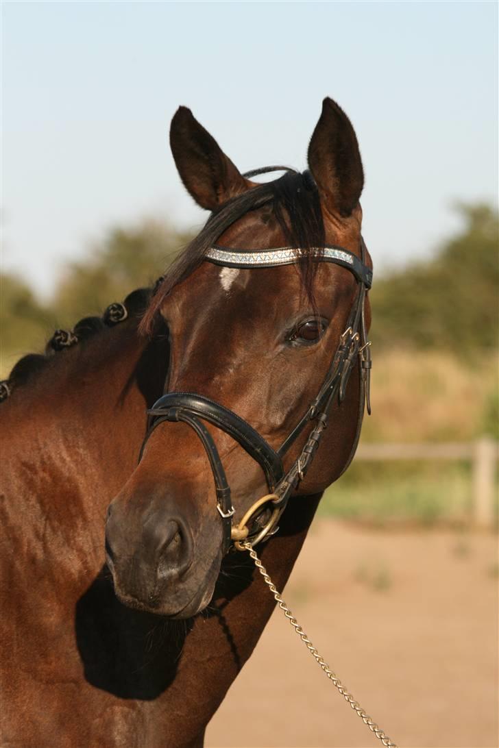 Trakehner  - Jamaica III -  - Jamaica sommeren 2008 billede 2