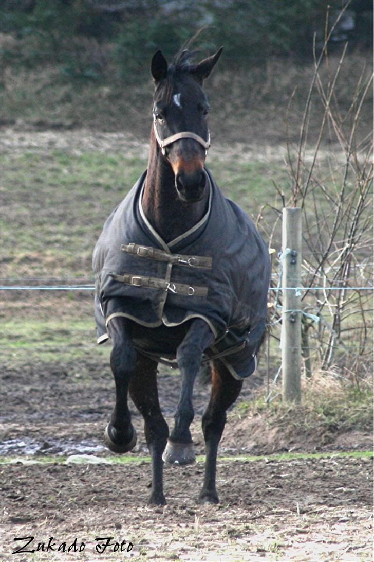 Trakehner  - Jamaica III -  - Maica på folden :) billede 3