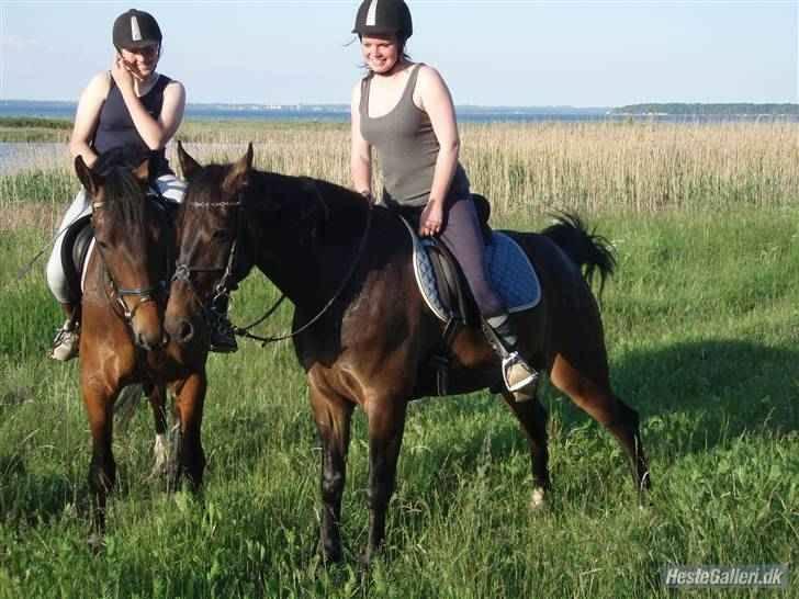 Anden særlig race Fighter Dianado *R.I.P.* - Figh sammen med lillebror på stranden skulle lige XD Foto: JohnJ billede 17